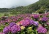 2026竹子湖海芋季繡球花季登場「花田樂章」