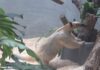 香蕉樹竟成攀爬跳板 小食蟻獸「黑妞」不假外出 動物園籲請協尋