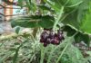 高海拔保育品種 八角蓮現身臺北典藏植物園