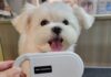 不絕育恐挨罰!臺南推動犬貓絕育補助 守護毛孩健康、減少流浪更安心
