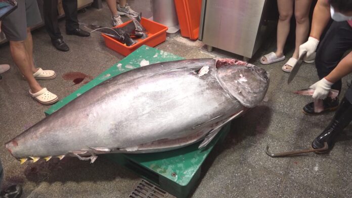 竹風漁市黑鮪魚現宰秀 250公斤眾人圍觀