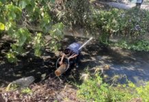 嚴懲棄養飼主 嘉義縣家畜所開罰11萬元