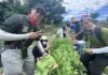 在都會區找回土地連結!新北原民局推野菜食農教育 打造頂級心靈環保大課堂