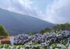 竹子湖「花田樂章」上山賞繡球