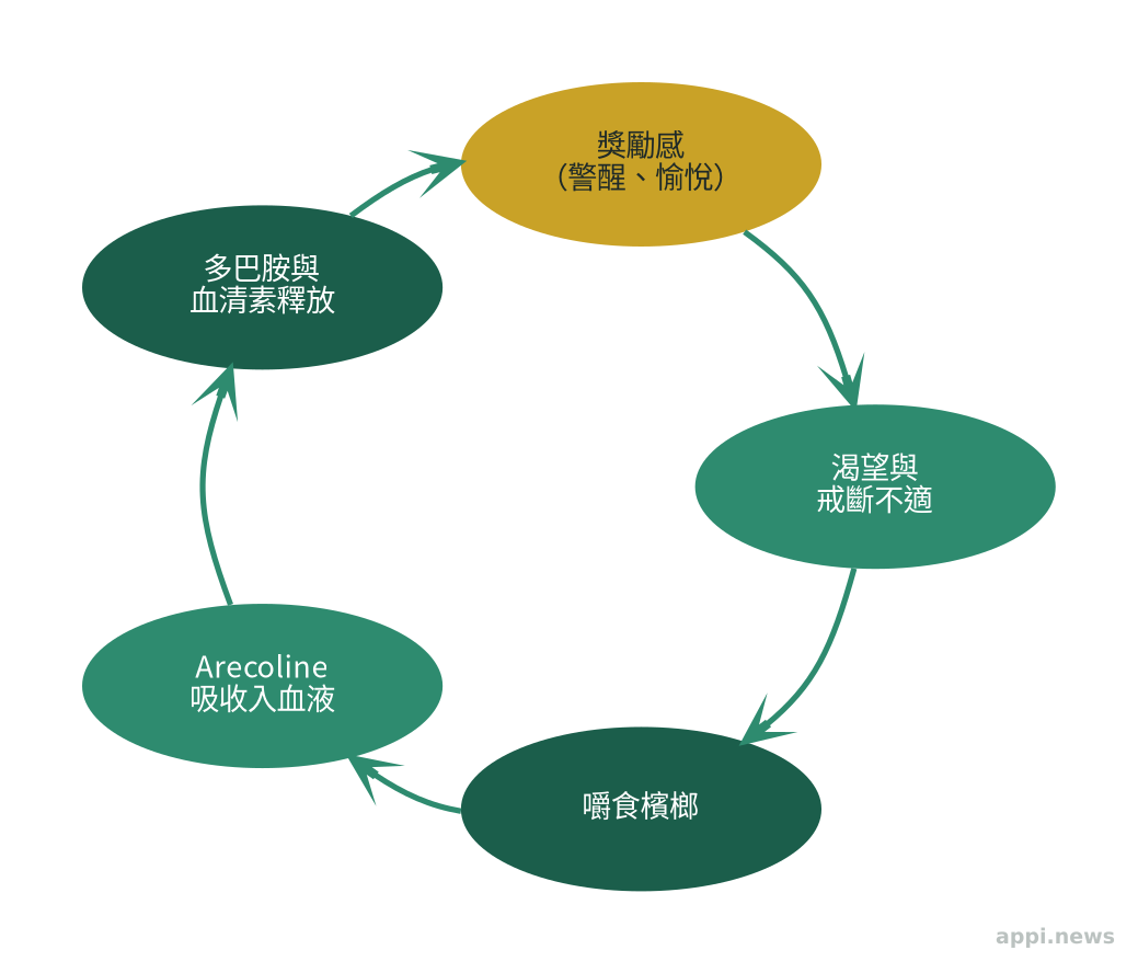 檳榔成癮循環示意圖:嚼食→arecoline吸收→多巴胺與血清素釋放→獎勵感→渴望與戒斷不適→再次嚼食