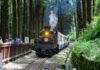 暑假限定13團 請把握阿里山蒸汽火車遊程