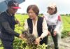 影音/豪雨重創彰化花生產區 王惠美籲中央及早核定災害補助