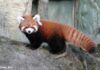 小貓熊「Yaffa奇奇」前往新加坡動物園