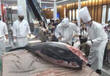 東港新鮮直送!竹市飯店上演黑鮪魚切割秀