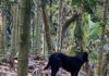 放養犬隻釀禍屢勸不改 嘉縣飼主遭重罰5.3萬元並移送法辦