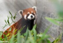 上海小貓熊抵達北市動物園 狀況良好入住檢疫套房1個月