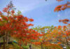 熱情「橘紅織錦」盛開 鳳凰木繪出城市天際線