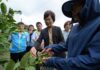 豪雨重創彰化芭樂產區 陳素月呼籲農業部速將彰化芭樂納入災害救助