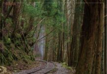 秋遊嘉義阿里山 4大親子步道一次走透透