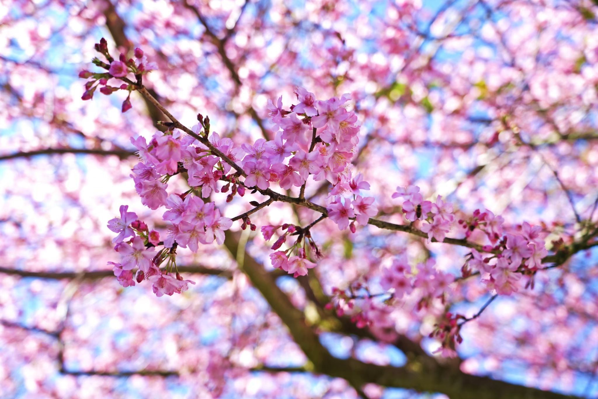 紫藤花、櫻花、山茶花接力綻放  到嘉義縣賞花正是時候