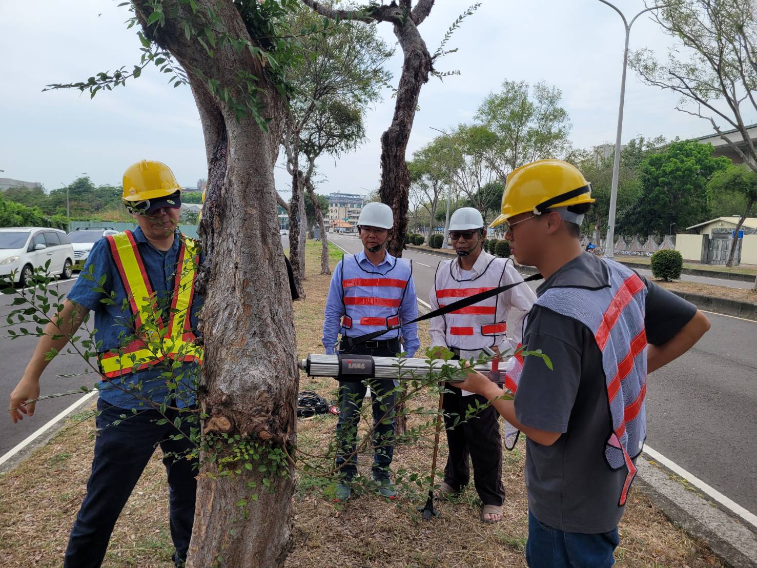 嘉義市展開行道樹健檢　兼顧永續綠生活與用路安全
