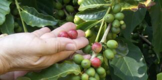 影音/陣陣咖啡香 沒聽錯!王功漁港旁也能種咖啡