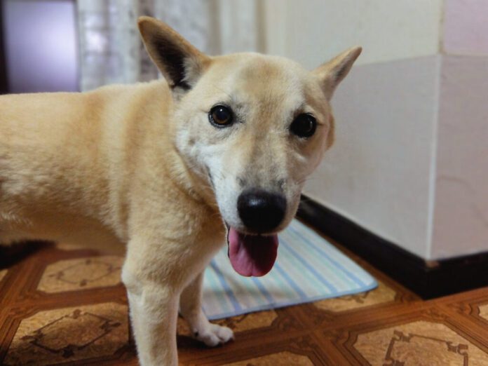 33679797_m-1024x768-1