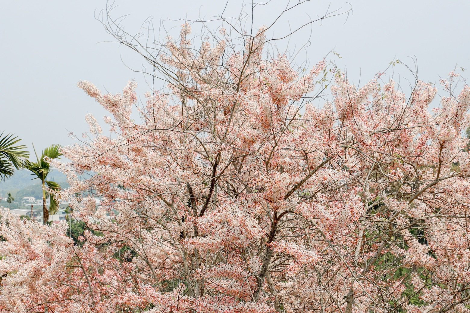 粉紅花海魅力  竹崎鄉阿拉伯粉紅村盛開