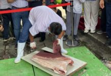 ▲大谷翔平靈感再現！淡水漁人碼頭6月6日黑鮪魚解體秀，免費品嚐頂級漁獲。（圖／主辦單位提供）