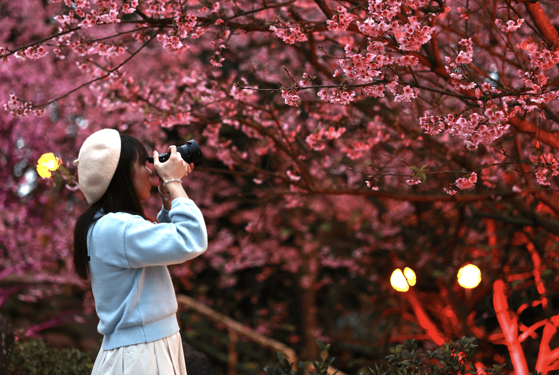 ▲櫻花季活動的夜櫻區 氛圍浪漫 是網美、攝影好手必拍地點。(圖/新北市景觀處提 供)