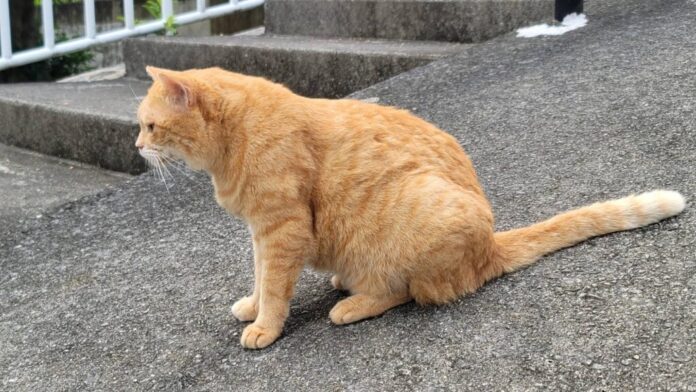 437433_0-1-1024x577-1