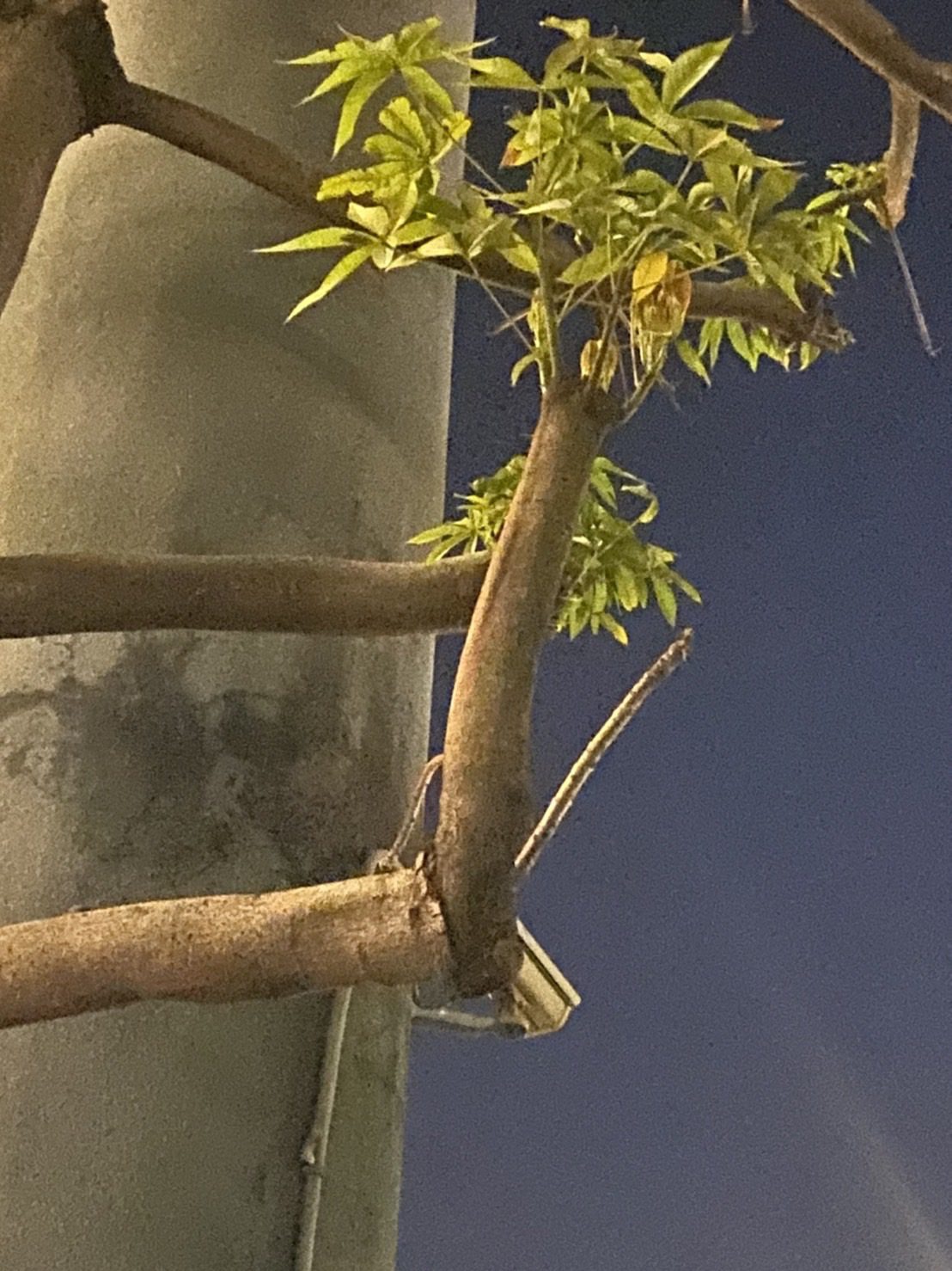 台南市政府前竟傳出豬屎的味道原來是蘋婆開花的異味