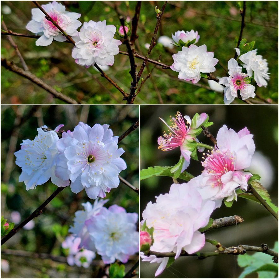 西洋梅盛開。（圖∕温富振攝）