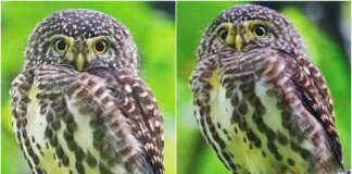 影音∕用鏡頭看鳥事∕冬寒!鵂鶹降遷 萌樣成焦點