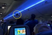 影音/達美航空客機上鴿子亂飛 乘客傻眼
