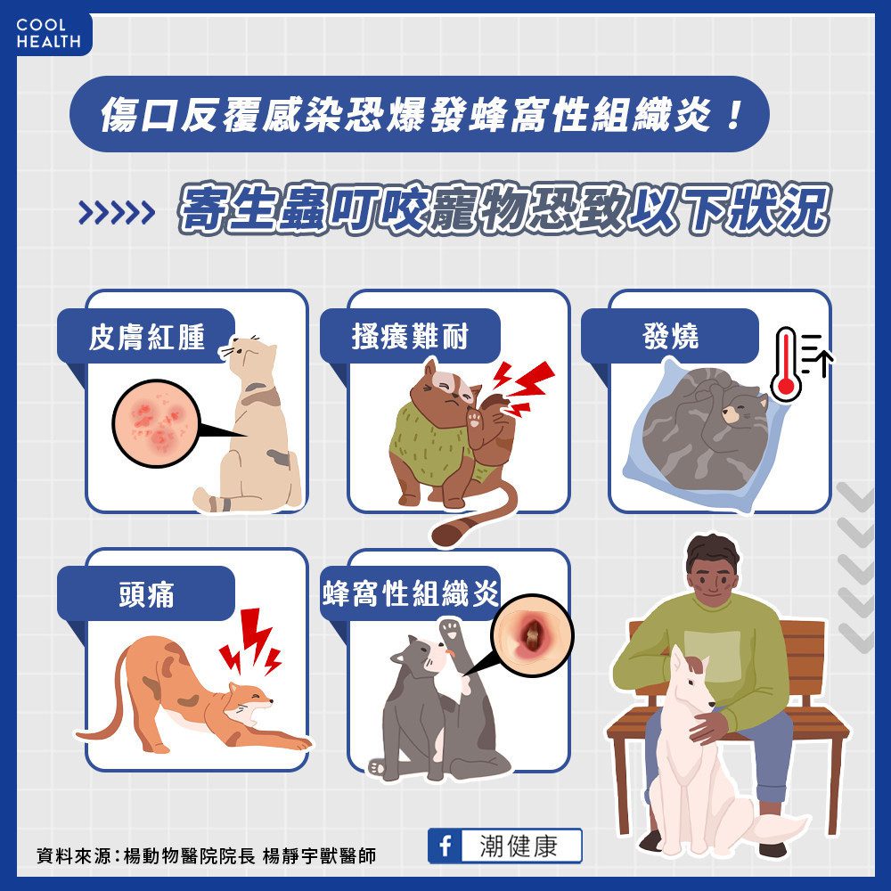 傷口感染恐爆發蜂窩性組織炎! 寄生蟲叮咬寵物恐致5種後果 傷口感染恐爆發蜂窩性組織炎! 寄生蟲叮咬寵物恐致5種後果
