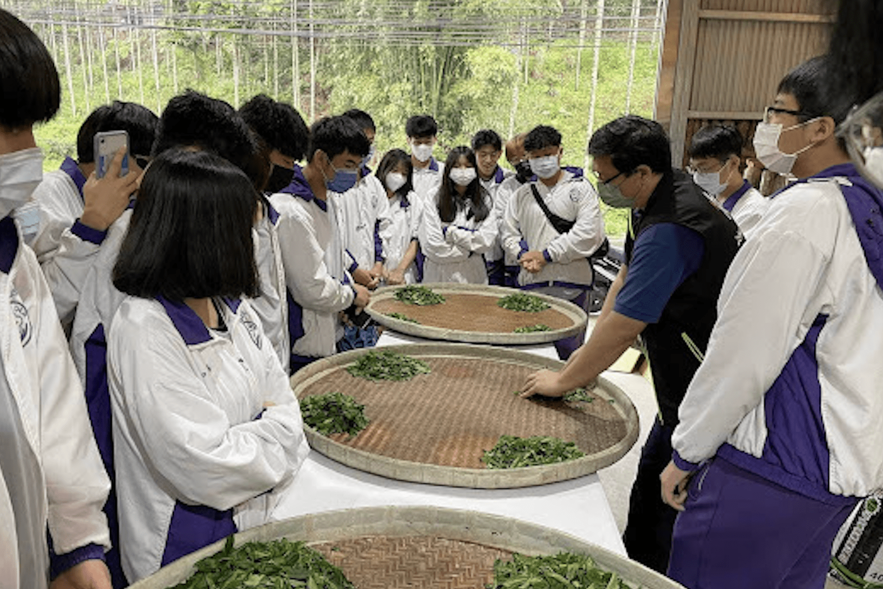 新北市三峽茶鄉推出食農教育課程     實地體驗茶文化認識在地茶產業