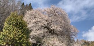雪白花瓣吸睛「霧社櫻王」 3月中旬盛開