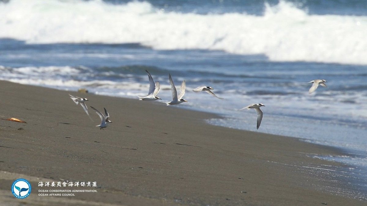 燕鷗繁殖季即將到來　海保署籲遵守「四不一要」 共同守護燕鷗家族