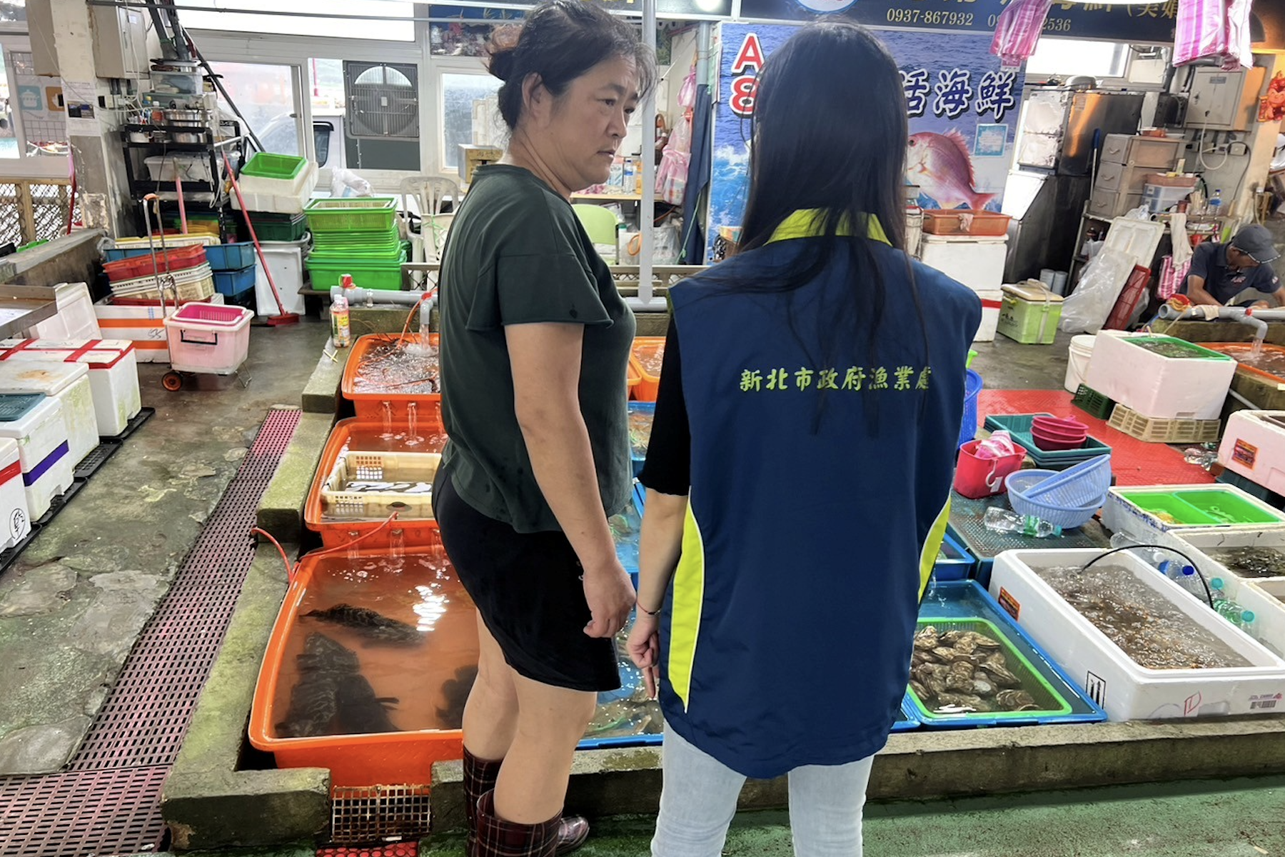 漁業處籲全民保育蟳蟹資源  新北8/1起禁捕抱卵母蟹  違者最高罰15萬!
