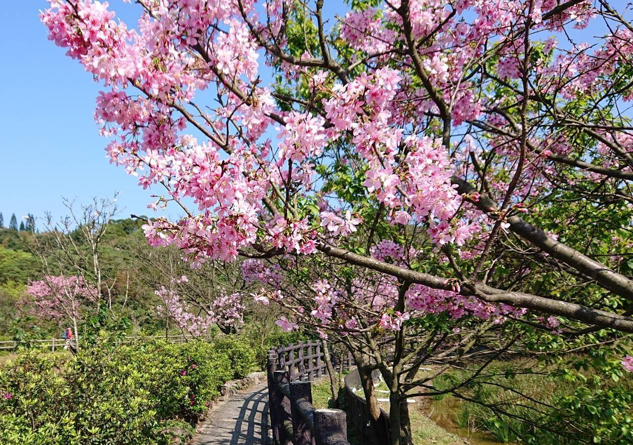 櫻花季倒數      三芝櫻花季將帶您探索自然之美     3/9一起賞櫻