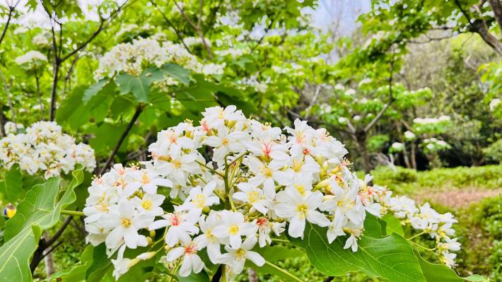 《好客竹縣》春季賞花攻略！漫遊竹縣 踏尋繽紛花海美景