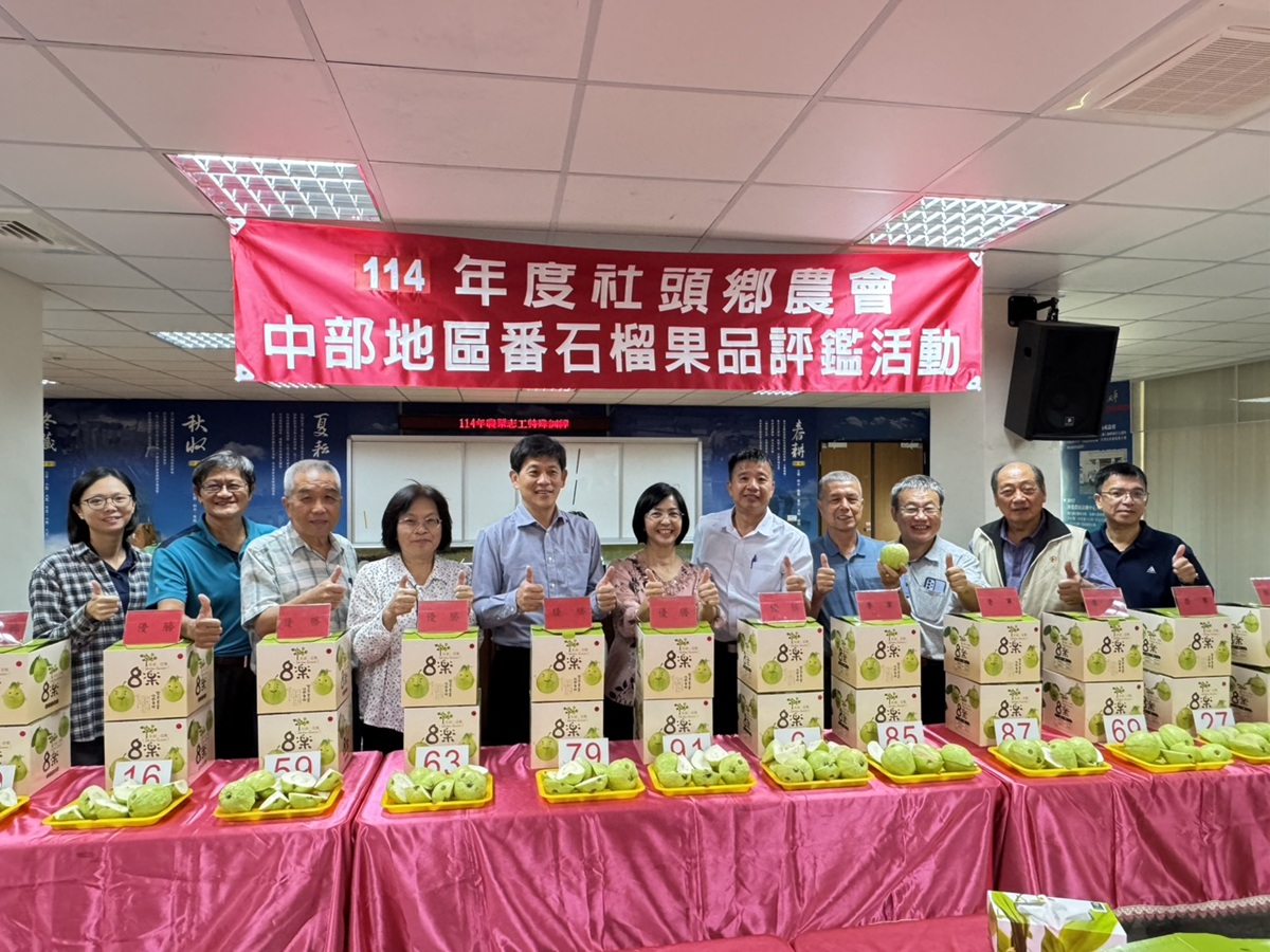 影音/中部優質番石榴果品評鑑競賽  優秀果農齊聚比拚