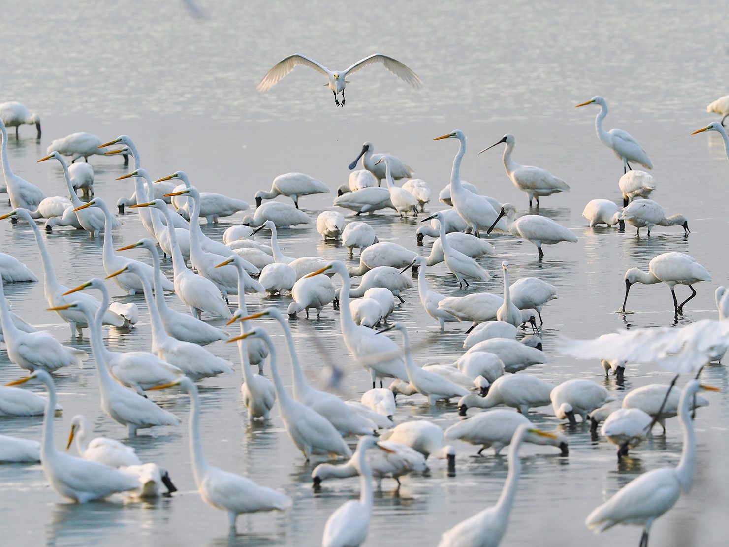 嘉義縣沿海濕地生態資源豐富　秋冬賞鳥季來了