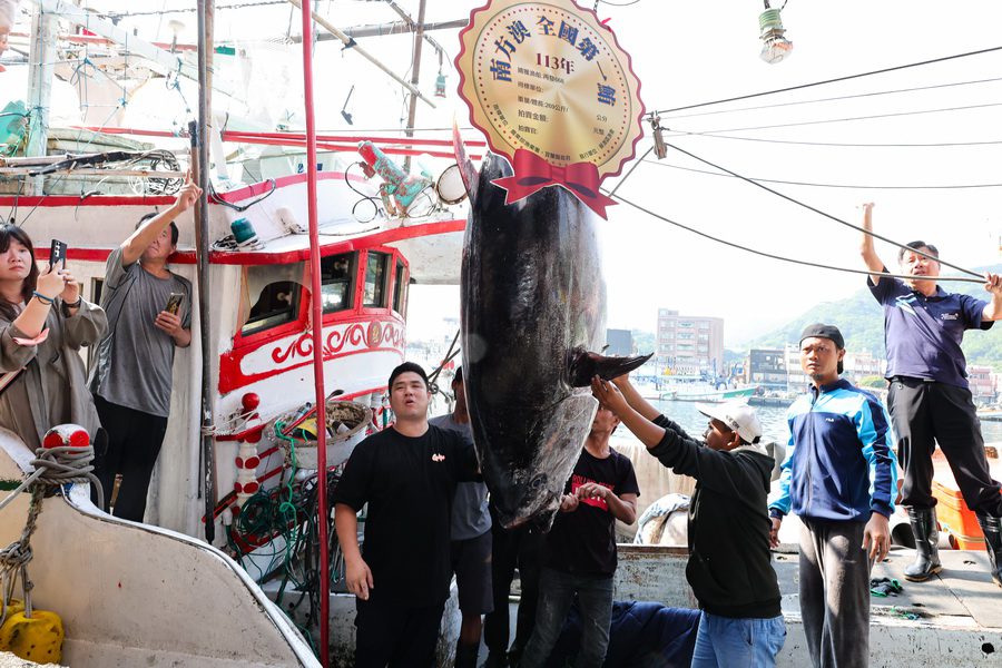 全國第一黑鮪魚拍賣　每公斤13100元總價3523900元賣出　創歷年單價與總價新高