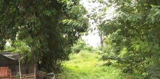 搜救犬訓練缺場地 八德公有地爭取活化