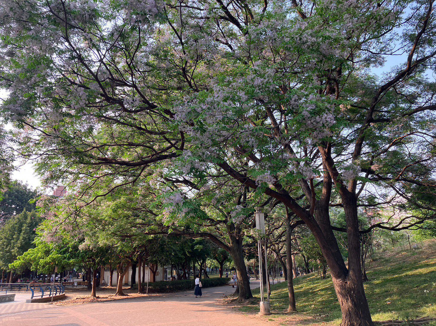 春遊好去處     新北市楝花盛開     公園野餐賞花正潮