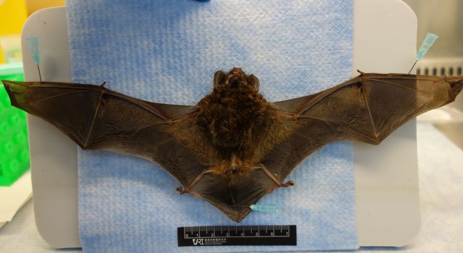 新北市蝙蝠檢出「麗沙病毒第二型」　疾管署呼籲勿接觸野生動物