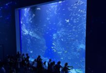 ▲台中海洋館今開幕。（圖／台中觀旅局提供）