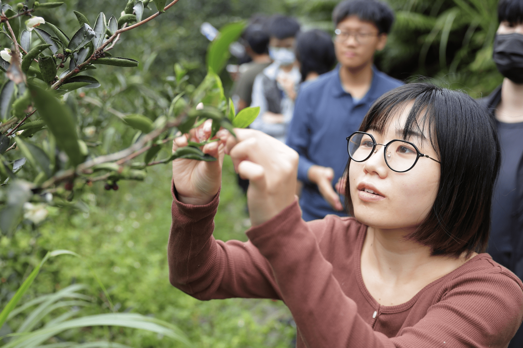 踏春好去處     三鶯春遊行程報名開跑     體驗梅醬餅乾、茶香、藍染遊程