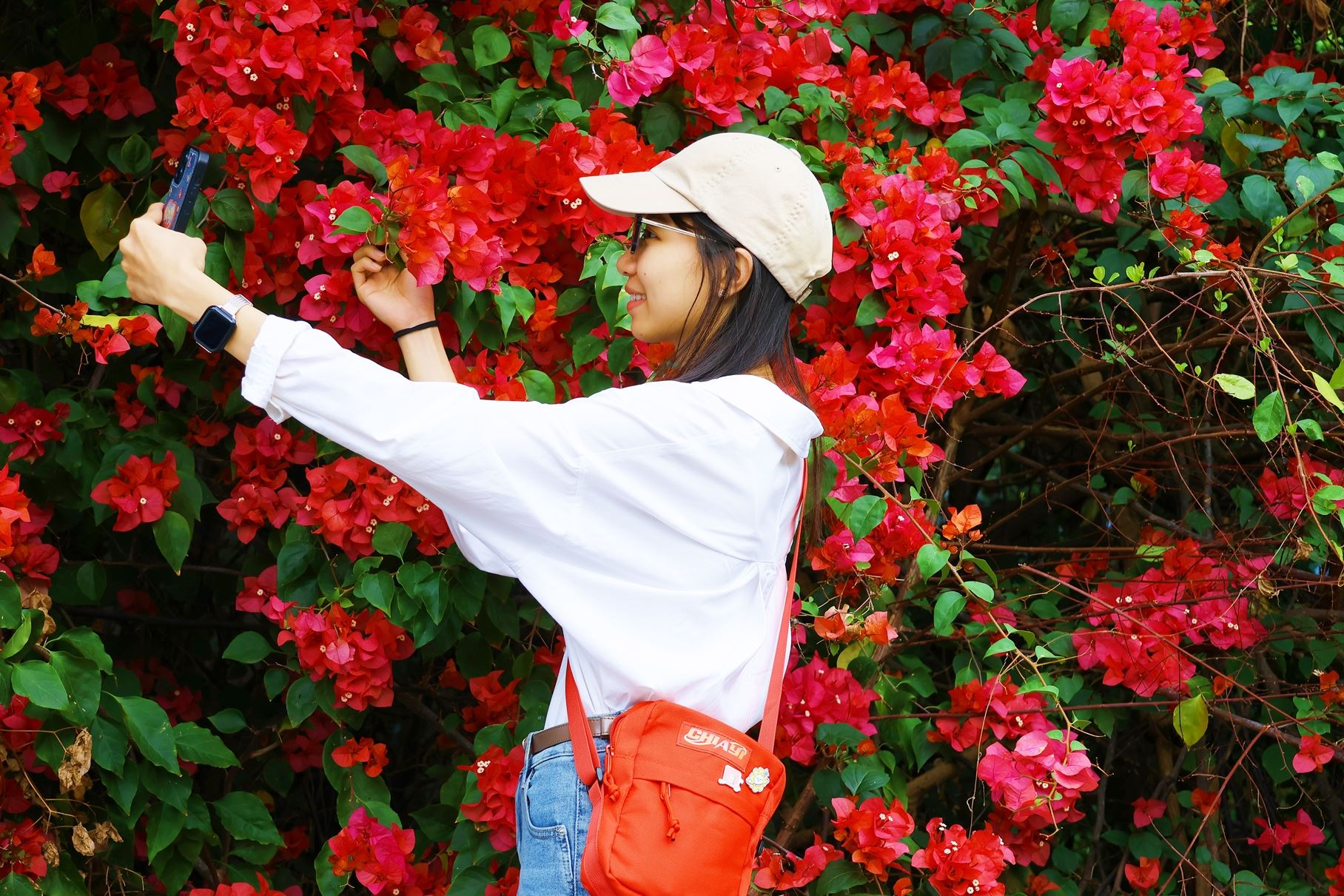 嘉市浪漫花季輪番登場　繽紛色系九重葛、桃花心木換春裳