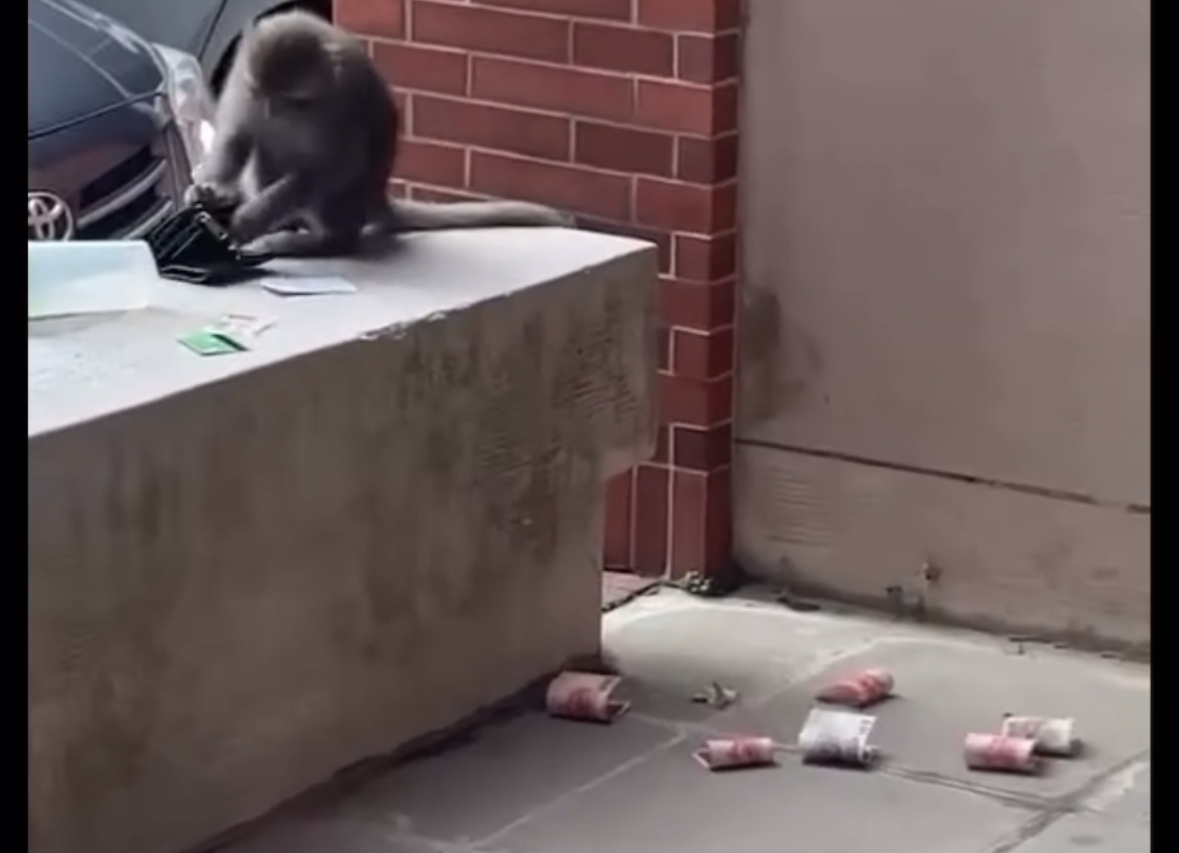 高雄「猴」發大財！ 錢包遭獼猴搶走 民眾狼狽救回鈔票跟水壺