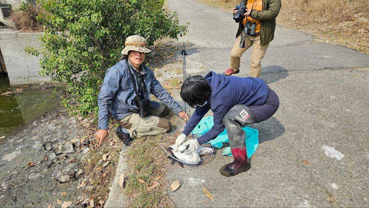 韓國賞鳥團體發現受傷黑琵　嘉義縣治療成功野放