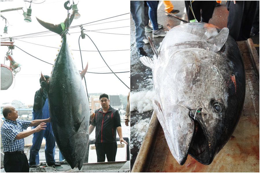 黑鮪季拔頭籌　蘇澳漁船捕獲全國第一鮪　重269公斤正待價而沽
