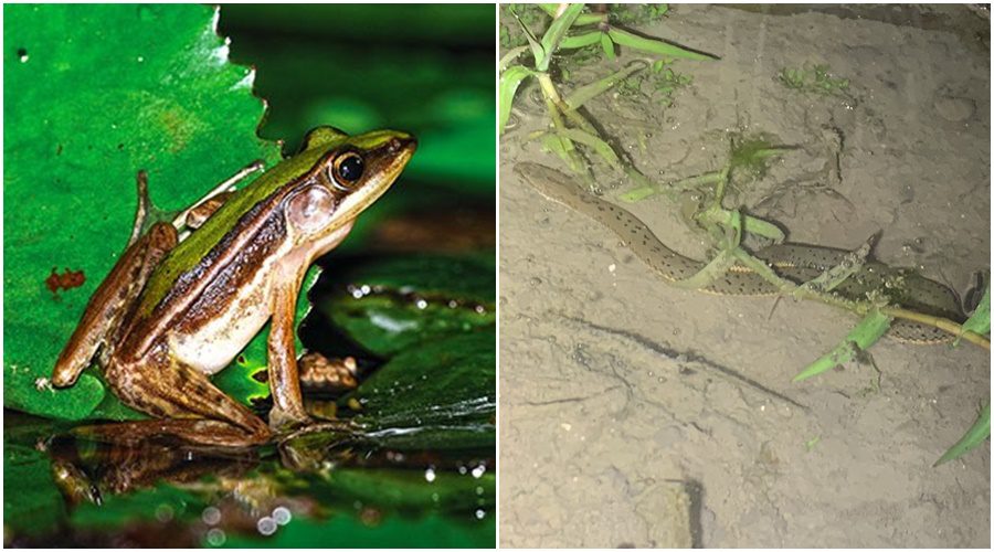 健全生態綠網北海岸軸帶　9單位共研臺北赤蛙、唐水蛇棲地保育跨域合作